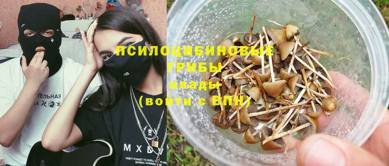 где купить   Заполярный  Псилоцибиновые грибы Magic Shrooms 